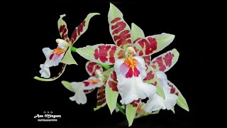 Orquídea Odontoglossum [upl. by Atinuaj252]