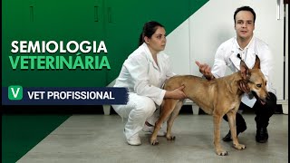 Semiologia Veterinária  VET Profissional [upl. by Kylen403]