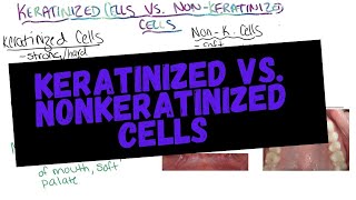 Keratinized vs Non Keratinized Cells [upl. by Dot]