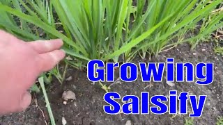 Growing Salsify [upl. by Gower560]