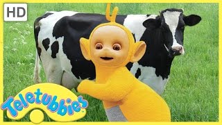 ★Teletubbies English Episodes★ Milking Cows ★ Full Episode  HD S06E136 [upl. by Ysak]