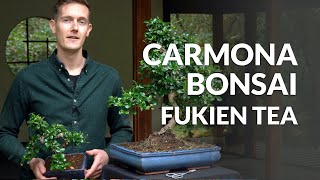 Carmona Bonsai care Fukien tea [upl. by Ihn]