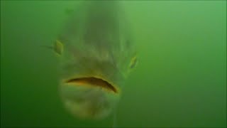 Bluefish Attacking Lures Underwater View [upl. by Dietz]