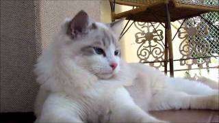 Blue Lynx Point Bicolor Ragdoll [upl. by Axia]