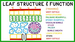 Leaf Structure and Function [upl. by Utir]