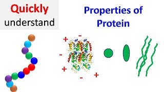 Properties of proteins  Protein Properties [upl. by Cia]