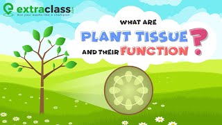 What are plant tissue and their function  Biology  Extraclasscom [upl. by Gaylor]