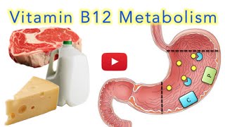 Vitamin B12 Cobalamin Digestion and Absorption Explained SUPER EASY [upl. by Aliuqaj]