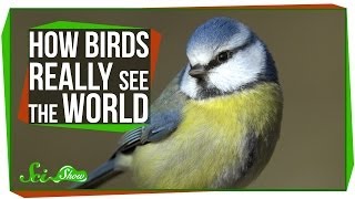 How Birds Really See the World [upl. by Tnerual]