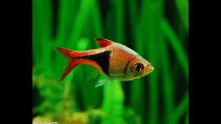 Top 20 Fish for Planted Aquariums Aquascaping [upl. by Mario373]