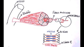 Contração Muscular  Resumo Professor Gustavo Schmidt [upl. by Hennessy]