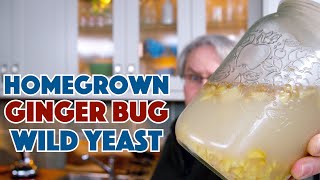 REAL Ginger BEER  Homegrown Wild Yeast Ginger Bug [upl. by Bomke]