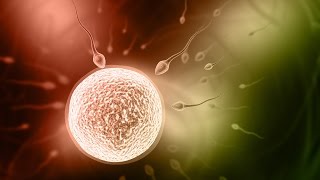 How To Fertilize Eggs [upl. by Isied]