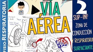 VIA AÉREA SUPERIOR e INFERIOR Zonas y SURFACTANTE Aplicación Clínica Fisiología Respiratoria P2 [upl. by Fokos]