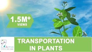 Transportation in Plants [upl. by Riaj671]