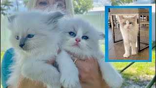 MY RAGDOLL KITTEN Family  CUTEST kitten video [upl. by Marlene]