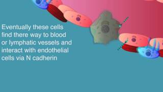 Types of Tissue Part 1 Epithelial Tissue [upl. by Martres]