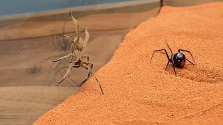 Brazilian Wandering Spider vs Black Widow [upl. by Otter]