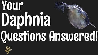 Daphnia Questions Answered [upl. by Yesteb299]