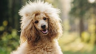 POODLE BARKING  POODLE HOWLING AND BARKING COMPILATION 2016 [upl. by Roos]