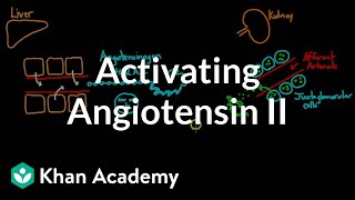 Activating angiotensin 2  Renal system physiology  NCLEXRN  Khan Academy [upl. by Newra]