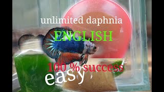 daphnia moina culture Easy way Unlimited production English  with sub Green water Chlorella [upl. by Nagyam]