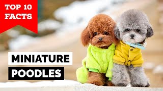 Miniature Poodle  Top 10 Facts [upl. by Watanabe]