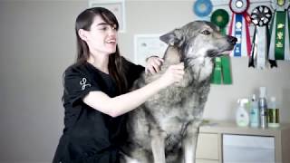 Groomer Explains How To Reduce Husky Shedding [upl. by Kuehn]