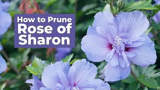 How to Prune Rose of Sharon [upl. by Clareta]