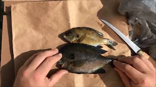 How to Fillet Bluegill  QUICK and EASY [upl. by Gentry]