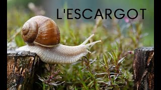 Lescargot documentaire [upl. by Ajna]