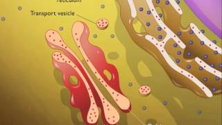 Lysosomes HD Animation [upl. by Moises]