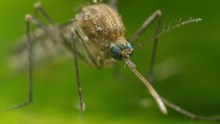 Mosquito Life Cycle  UHD 4K [upl. by Amimej663]