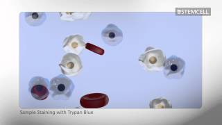 How to Count Cells Using a Hemocytometer [upl. by Nissy]