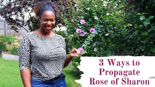 How to Propagate Rose of Sharon [upl. by Hurwitz]