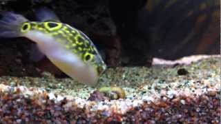 My Figure 8 Puffer fish vs snail Tetraodon biocellatus [upl. by Nnaillij654]