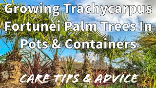 How to Grow Trachycarpus Fortunei Palm Trees in Pots amp Containers [upl. by Johnathan]