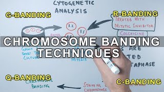 Chromosome Banding Techniques [upl. by Hertzfeld932]