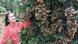 The first Longan fruit season in my village is coming  Longan fruit recipe  Cooking with Sreypov [upl. by Ammeg]