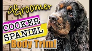 Grooming a Cocker SpanielBreed Standard Trim [upl. by Dell]