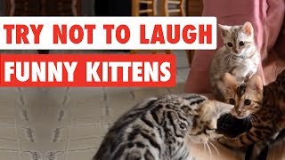 99 Lose this TRY NOT TO LAUGH Challenge  Funny Kittens Video [upl. by Kcirret]