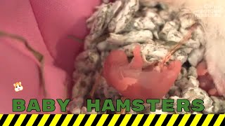 Hamster giving birth what to do Baby hamsters being born [upl. by Ainevul]