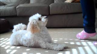 Miniature Poodle Tricks 3 [upl. by Etteniuqna]