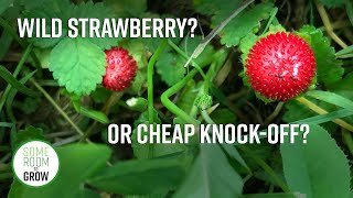 How to Identify Wild Strawberry vs Mock Strawberry [upl. by Neelyam]