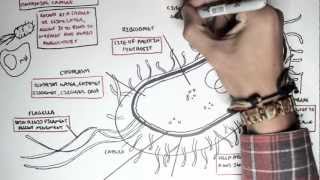 Microbiology  Bacteria Structure [upl. by Ilojna759]