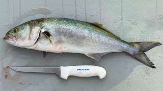 How To Fillet amp Clean Bluefish [upl. by End313]