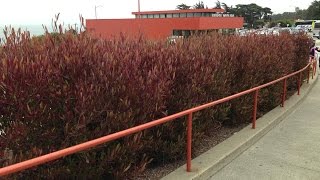 Dodonaea viscosa Purpurea  Purple Hop Bush  Purple Hopseed Bush [upl. by Teddie814]