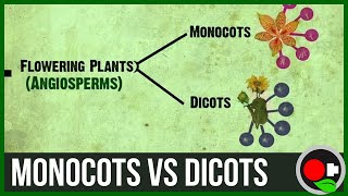 Monocots vs Dicots Explained [upl. by Noimad689]