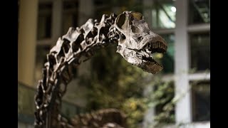 Diplodocus carnegii Dippy  Dinosaur Spotlight [upl. by Knah]