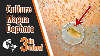 How to culture DAPHNIA MAGNA  The easy way [upl. by Cahra364]